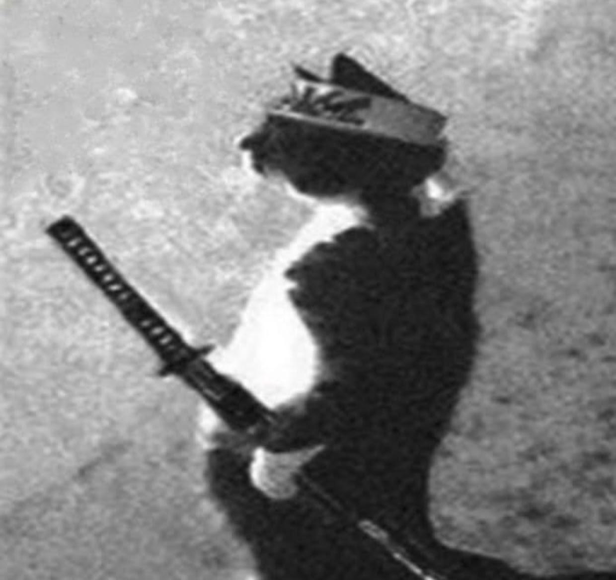 Samurai Cat
